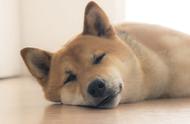 探究狗狗长睡眠的原因：它们为何需要休息如此之久？