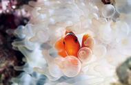尼莫与多莉：养鱼如何助力珊瑚礁的保护？
