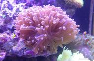 珊瑚：是动物还是植物？