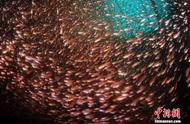 梦幻水下世界：三亚海底摄影师的绝美作品