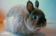 泽西长毛兔是什么品种的兔子？