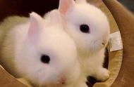 哪些品种的兔子适合作为家庭宠物？