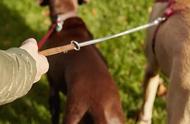哈尔滨城区禁止饲养39种烈性犬种，包括中华田园犬和苏牧