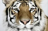 【虎纹揭秘】深度解析老虎的条纹色彩