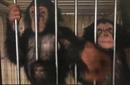刚果保护区黑猩猩遭绑架，赎金成生存关键！