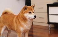 柴犬和秋田犬：日本本土的宠物狗吗？