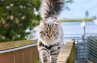 俄罗斯的国猫：喵界的“荒野猎人”