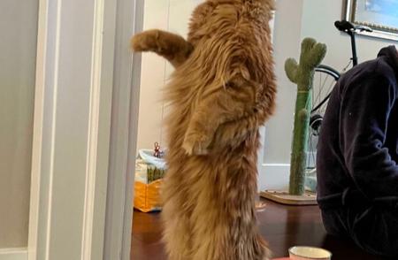 网友分享：他家的缅因猫高大如人，直到我亲眼见到