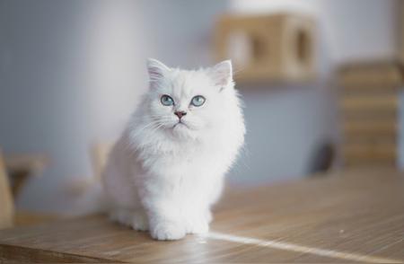 金吉拉猫：养猫界的“人造猫”，你了解吗？