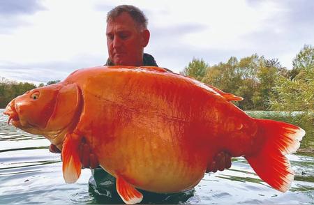 揭秘全球体型最庞大的金鱼