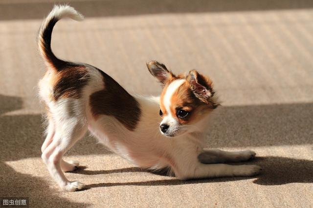 世界最小品种狗，吉娃娃超合适上班族，但粘人而且占有欲强