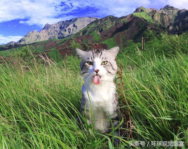 有一只带感的虎斑猫，随手拍摄的旅行照片都能美成这样