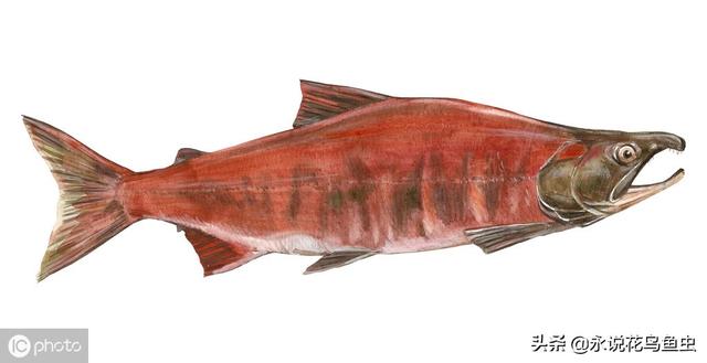 十种大红色的热带鱼