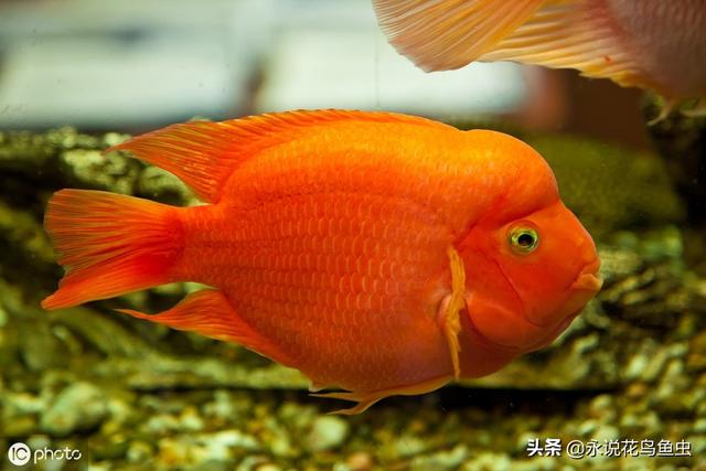 十种大红色的热带鱼