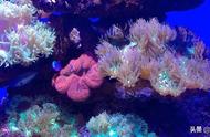 海底世界的绝美艺术：珊瑚的消失