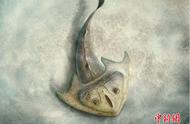 4.19亿年前，中国学者揭示最古老的三尖鱼类：刘氏镰角鱼