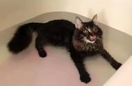 猫咪洗澡：无畏的勇敢表现
