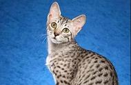 遇见埃及“小豹猫”：一只猫的帅气程度超乎你的想象