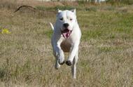 铁血猎犬：杜高犬，猎场上的霸主