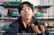 小黑熊：鼠园里最受欢迎的仓鼠品种